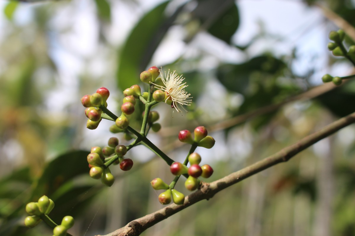 Syzygium nervosum A.Cunn. ex DC.